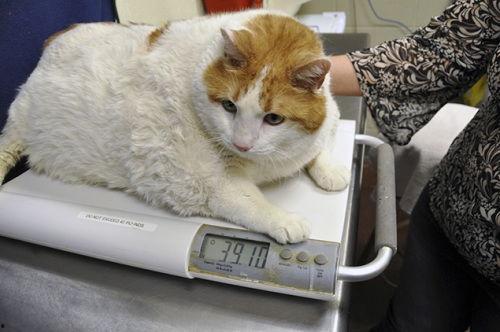 肥猫资料,探寻肥胖猫咪的生活与健康管理之道