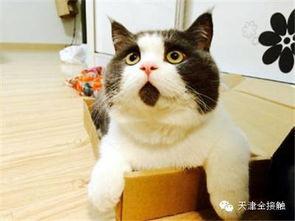 张喵网红,网络红人的崛起与影响力